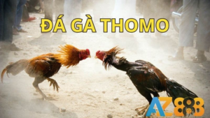 đá gà thomo tại đá gà AZ888